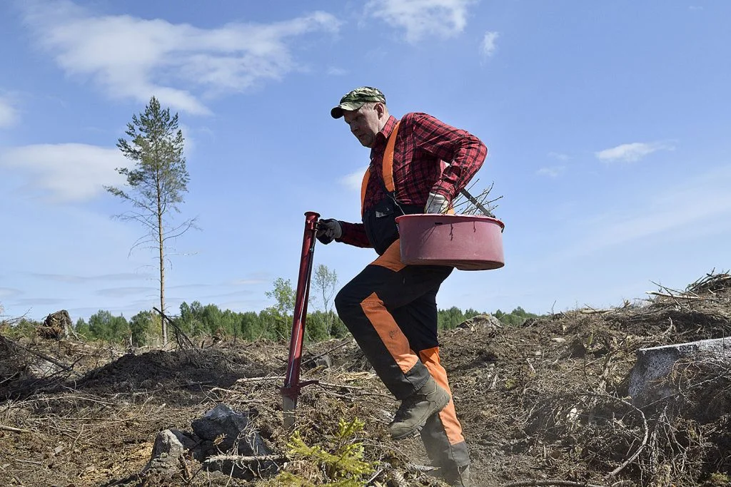 metsän istutus