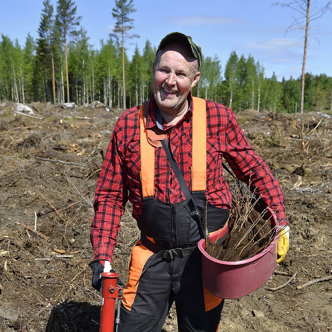 metsän istutus