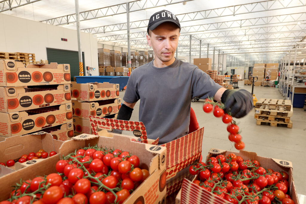 Sisätilassa oleva henkilö pakkaa pahvilaatikoihin tomaatteja, joita hänellä on kädessään tertullinen. Takana näkyy pitkälle jatkuva varastohalli.