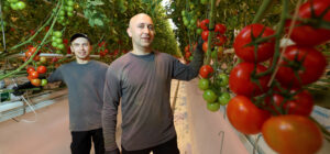 Two people stand in the corridor of a greenhouse and look at the camera. Tomatoes are grown in the greenhouse, hanging in the foreground.